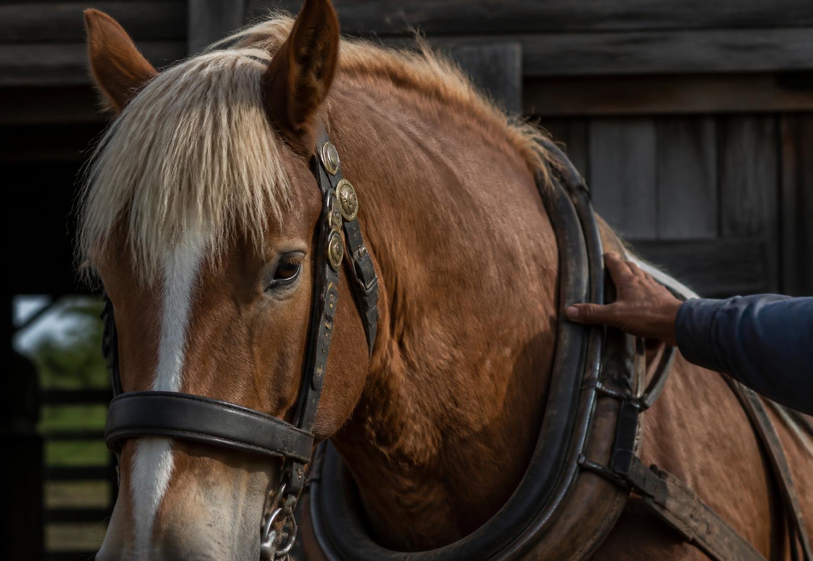 Trekpaard voor de huifkar